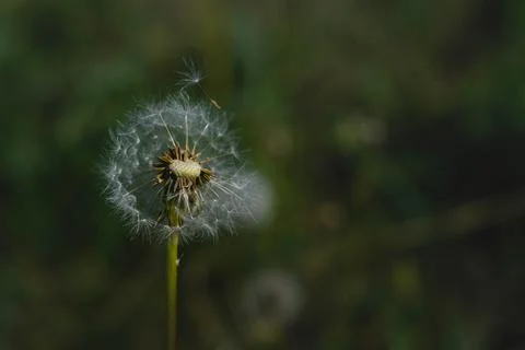 Common dandelion seed head. Stock Photos