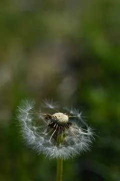 Common dandelion seed head. Stock Photos