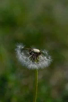 Common dandelion seed head. Stock Photos