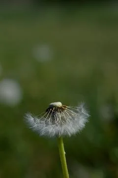 Common dandelion seed head. Stock Photos