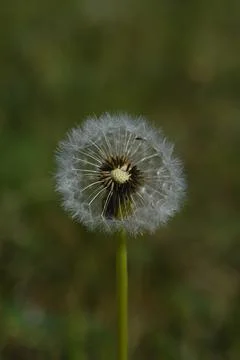 Common dandelion seed head. Stock Photos