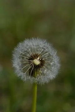 Common dandelion seed head. Stock Photos