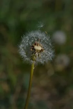 Common dandelion seed head. Stock Photos