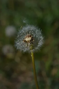 Common dandelion seed head. Stock Photos