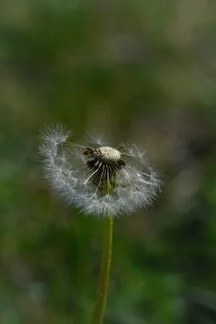 Common dandelion seed head. Stock Photos