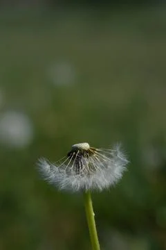 Common dandelion seed head. Stock Photos