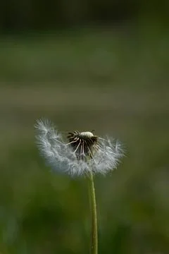 Common dandelion seed head. Stock Photos