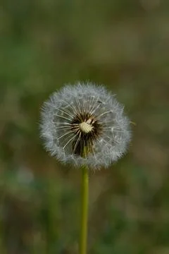 Common dandelion seed head. Stock Photos