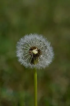 Common dandelion seed head. Stock Photos