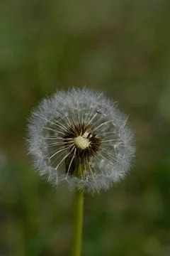 Common dandelion seed head. Stock Photos