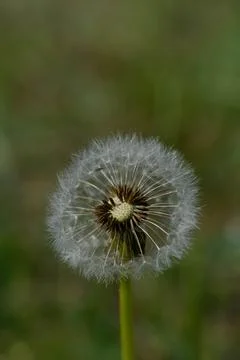 Common dandelion seed head. Stock Photos