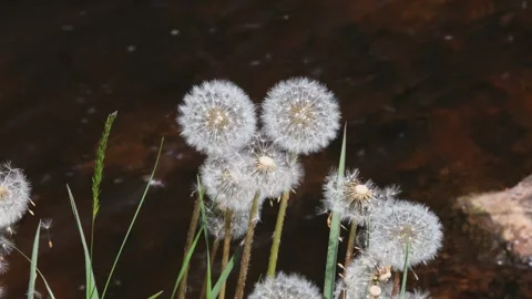 Common Dandelion seed heads moving in the breeze, UK Stock Footage 312609042