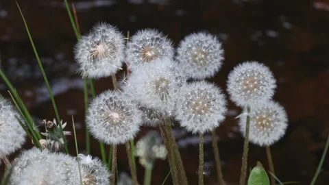 Common Dandelion seed heads moving in the breeze, UK Video stock 312610883