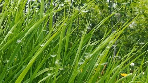 Common Dandelion, seeds from 'clocks' being blown and dispersed Stock-Footage 110468831