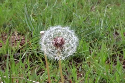 Common Dandelion in the spring Stock Photos