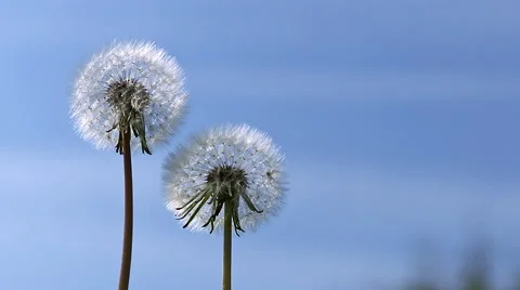 Common Dandelion, taraxacum officinale, seeds from 'clocks' being blown and Stock Footage