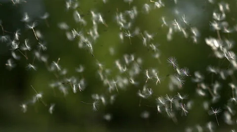 Common Dandelion, taraxacum officinale, seeds being blown and dispersed by wind, Stock Footage