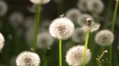 Common Dandelion wind blow slow motion Stock Footage 111282759