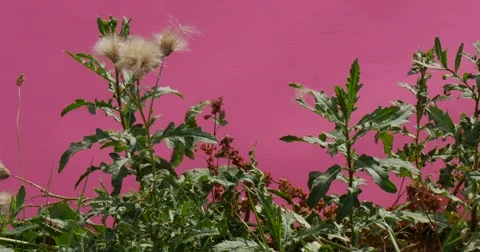 Common Dandelions Whispering With Each Other, Shot With a Steadicam, Using Video stock 53295967