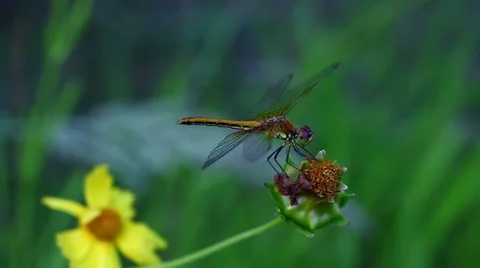 Common Darter Dragonfly close-up Stock Footage 25273427