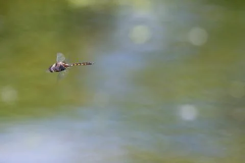 Common darter dragonfly flying Stock Photos