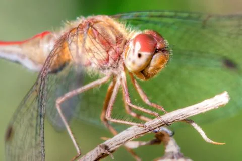 Common darter dragonfly in high dynamic range Stock Photos