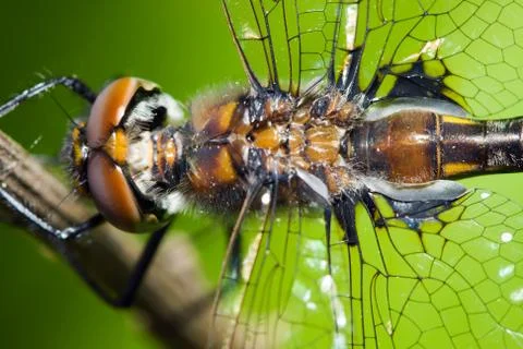 Common darter dragonfly Stock Photos