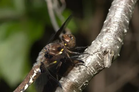 Common darter dragonfly Stock Photos