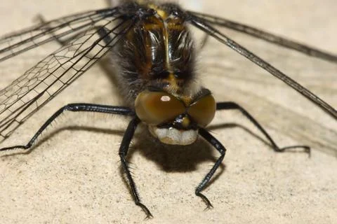 Common darter dragonfly Stock Photos