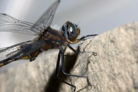 Common darter dragonfly Stock Photos