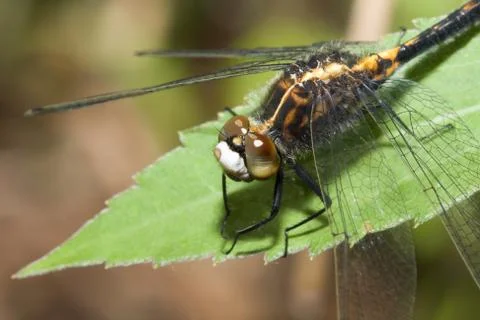 Common darter dragonfly Stock Photos