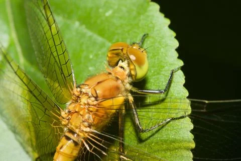 Common darter dragonfly Stock Photos