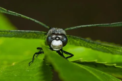 Common darter dragonfly Foto stock
