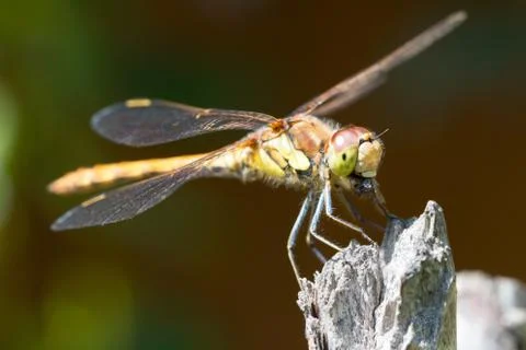 Common darter dragonfly Stock Photos