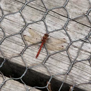 Common Darter Dragonfly Stock Photos