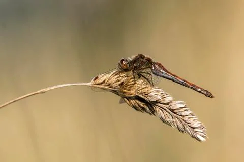Common Darter dragonfly 스톡 사진