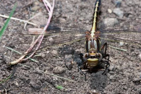 Common darter dragonfly standing Stock Photos