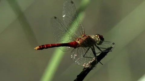 Common Darter Stock Footage 780428