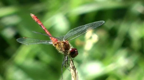 Common Darter Stock Footage 780460