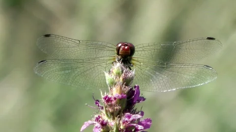 Common Darter Stock Footage 780464
