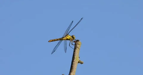 Common darter Stock Footage 204796071