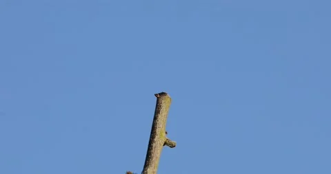 Common darter Stock Footage 204796091