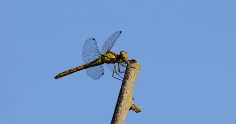 Common darter Stock Footage 204796092