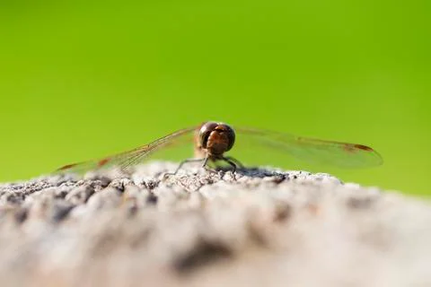 Common Darter - front view 库存照片