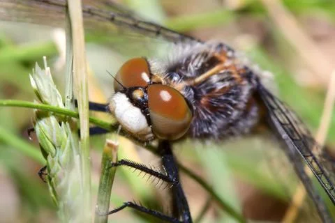 Common darter looking up Stock Photos