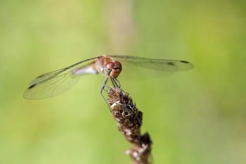 Common Darter - macro shot Foto stock