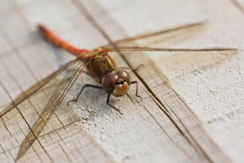 Common darter Foto stock