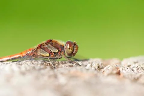 Common Darter - super macro Foto stock