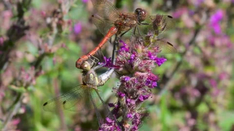 Common Darter, Sympetrum striolatum during copulation on a wild pink flower Stock-Footage 160596794