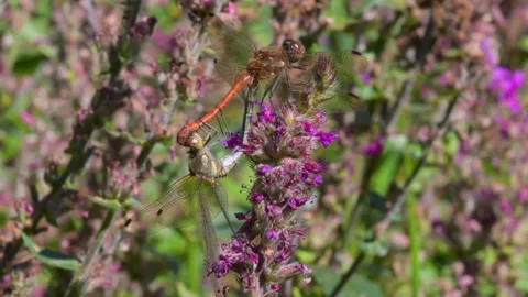 Common Darter, Sympetrum striolatum during copulation on a wild pink flower Stock-Footage 160597018
